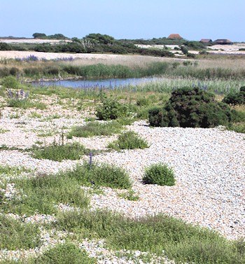 Shingle banks on the reserve